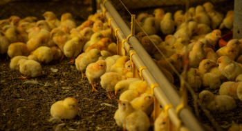 Agrodefesa alerta para prazo da Declaração de Biosseguridade